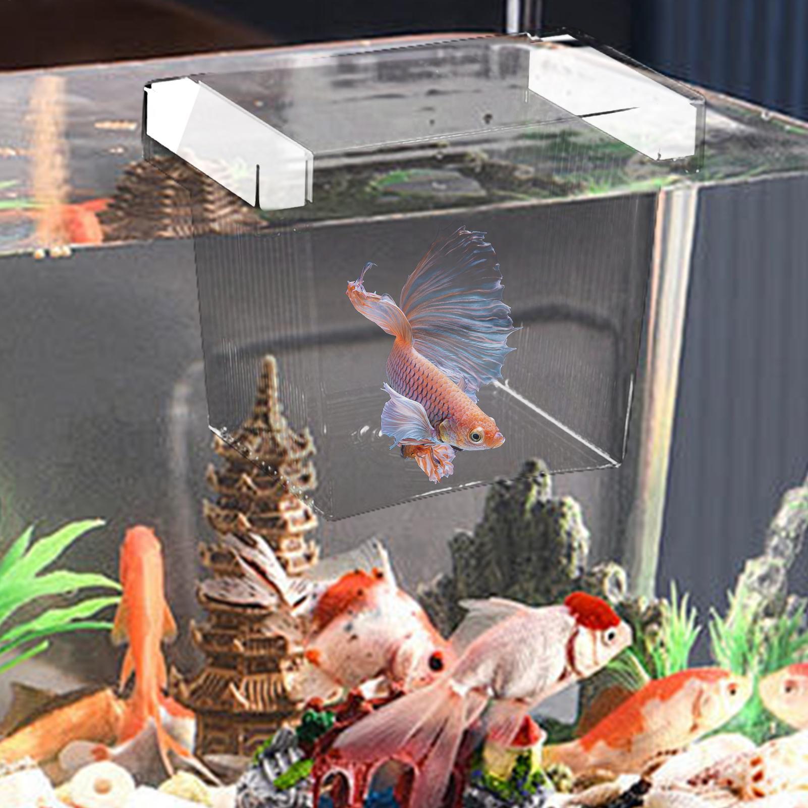 Floating Fish Breeding Isolati - Aquarium Fish Betta ulasan dan harga