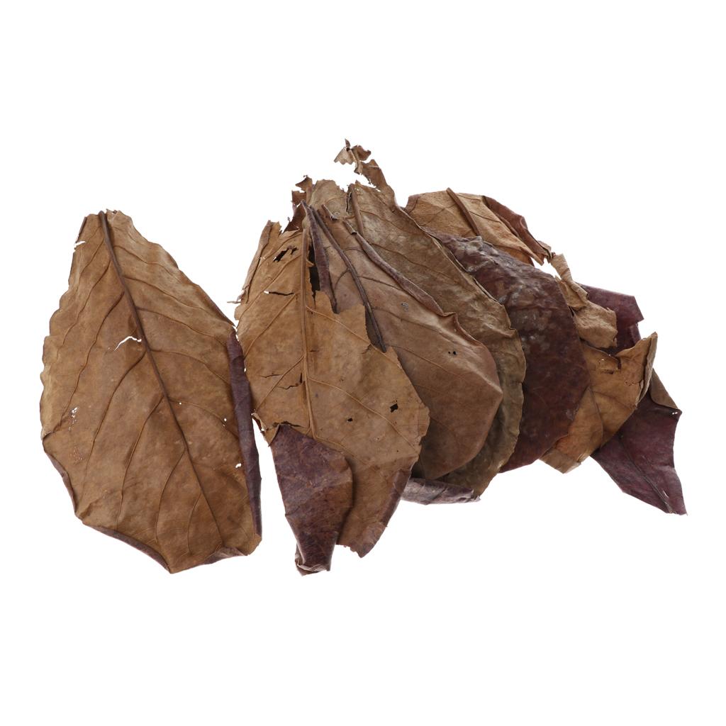 Fish Aquariums Indian Almond L - Aquarium Fish Betta ulasan dan harga
