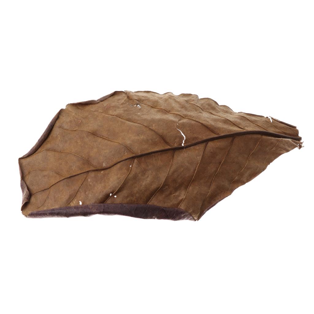 Fish Aquariums Indian Almond L - Aquarium Fish Betta ulasan dan harga