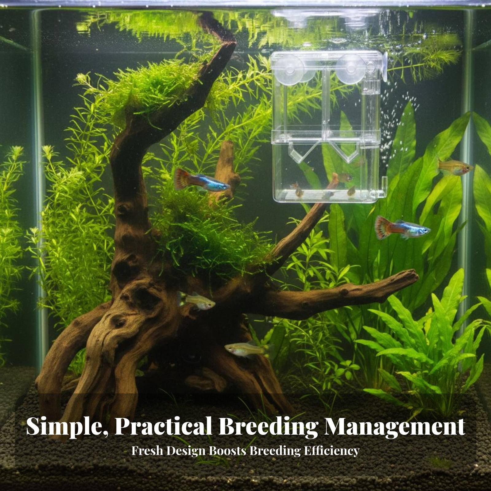 Double Layer Aquarium Breeding - Aquarium Fishes ulasan dan harga