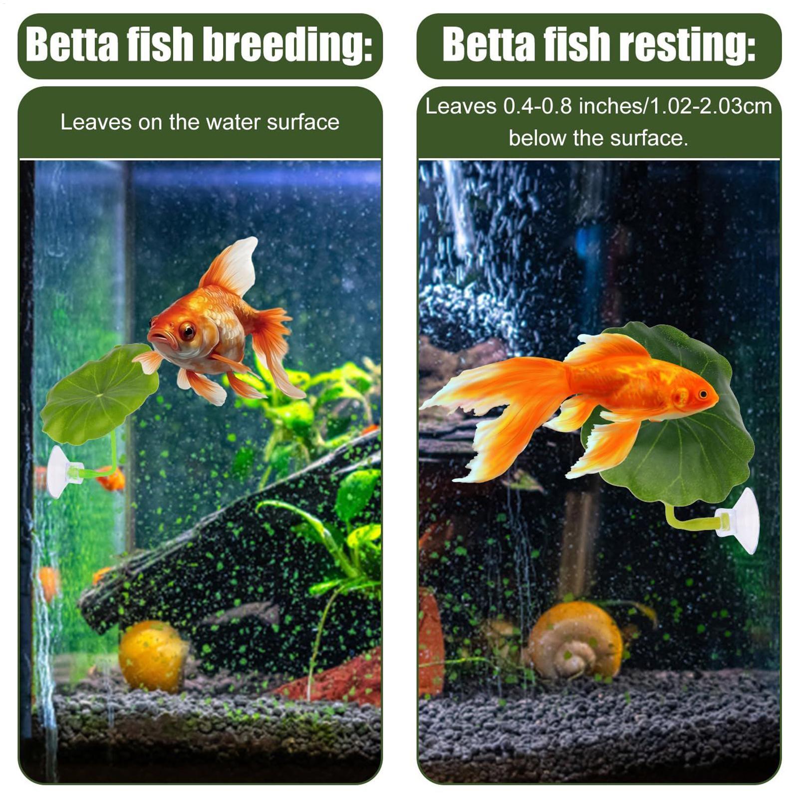 Betta Fish Hammock 5 Pieces Ad - Aquarium Fish Betta ulasan dan harga