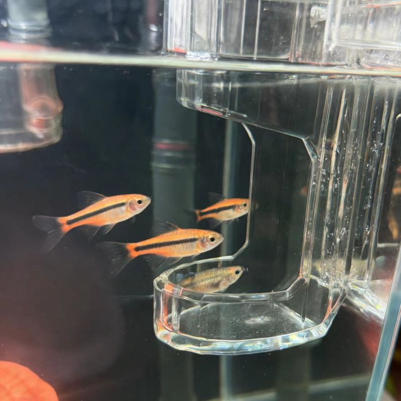 *1Pcs Transparent Acrylic Wall - Aquarium Fish Feeder Automatic ulasan dan harga