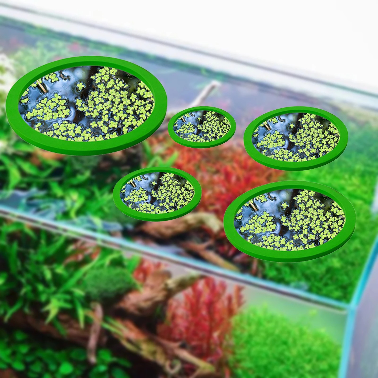5Pcs EVA Fish Feeding Ring Aqu - Aquarium Fish Bowl ulasan dan harga