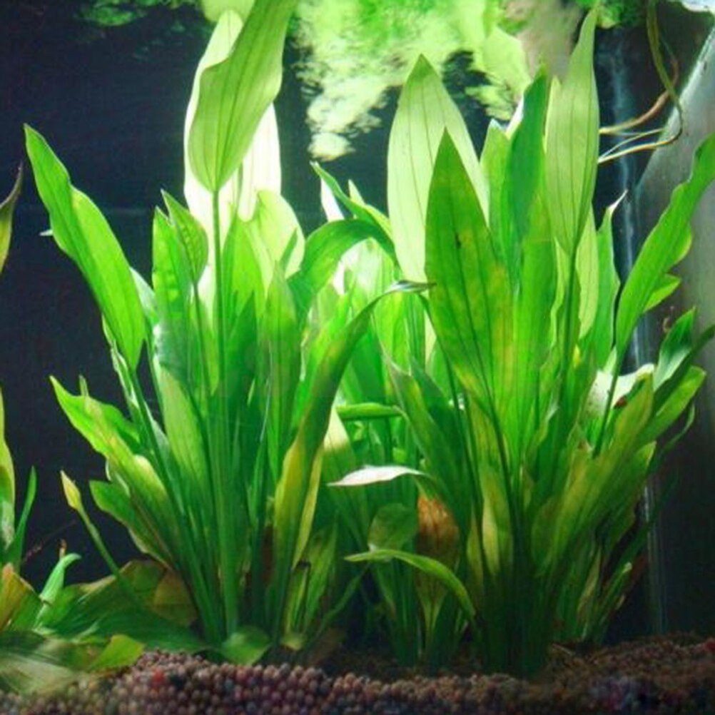 15cm Artificial Aquarium Decor - Aquarium Fish Cichlid ulasan dan harga