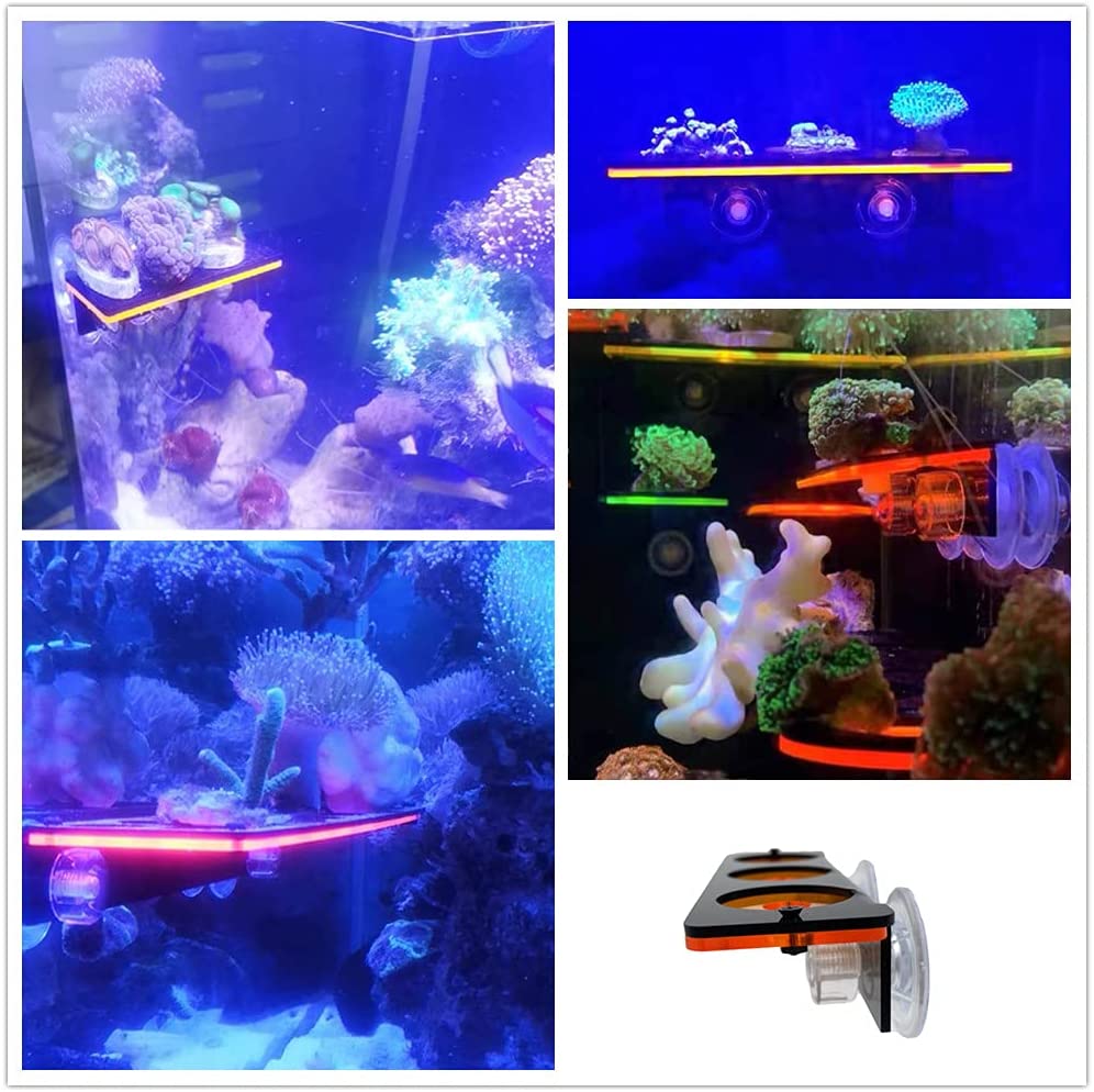 Fluorescent Coral Frag Plug Br - Aquarium Fish Cichlid ulasan dan harga